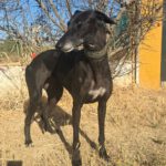Galgo Granaina, 01/2021, ca. 63 cm