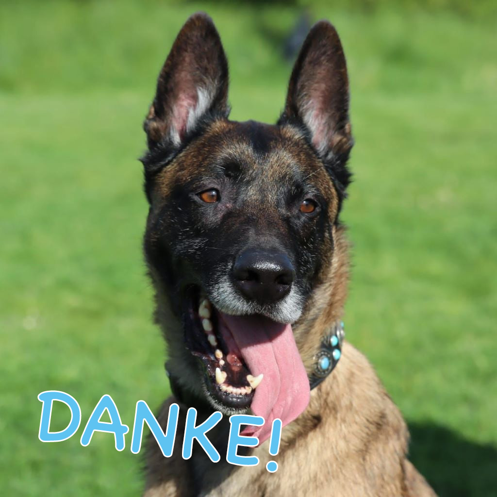 Malinois Hercules DANKE!