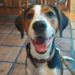 Entlebucher Sennenhund Beagle Mischling Herrmann, 09/2025, ca. 55 cm