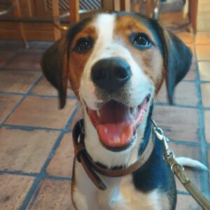 Entlebucher Sennenhund Beagle Mischling Herrmann, 09/2025, ca. 55 cm