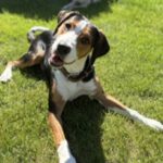 Entlebucher Sennenhund Beagle Mischling Herrmann, 09/2025, ca. 55 cm