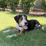 Entlebucher Sennenhund Beagle Mischling Herrmann, 09/2025, ca. 55 cm