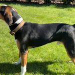 Entlebucher Sennenhund Beagle Mischling Herrmann, 09/2025, ca. 55 cm