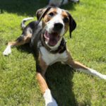 Entlebucher Sennenhund Beagle Mischling Herrmann, 09/2025, ca. 55 cm