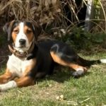 Entlebucher Sennenhund Beagle Mischling Herrmann, 09/2025, ca. 55 cm