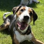 Entlebucher Sennenhund Beagle Mischling Herrmann, 09/2025, ca. 55 cm