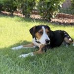 Entlebucher Sennenhund Beagle Mischling Herrmann, 09/2025, ca. 55 cm