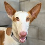 Podenco Ibicenco India,12/2022, ca. 65 cm