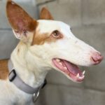 Podenco Ibicenco India,12/2022, ca. 65 cm
