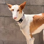 Podenco Ibicenco India,12/2022, ca. 65 cm