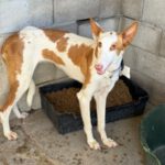 Podenco Ibicenco India,12/2022, ca. 65 cm