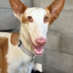 Podenco Ibicenco India,12/2022, ca. 65 cm