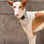 Podenco Ibicenco India,12/2022, ca. 65 cm