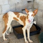 Podenco Ibicenco India,12/2022, ca. 65 cm