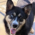 Pomsky Irina,01/2025, ca. 50 cm