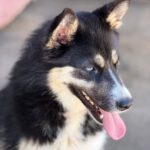Pomsky Irina,01/2025, ca. 50 cm