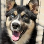 Pomsky Irina,01/2025, ca. 50 cm