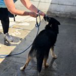 Pomsky Irina,01/2025, ca. 50 cm