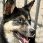 Pomsky Irina,01/2025, ca. 50 cm