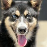 Pomsky Irina,01/2025, ca. 50 cm