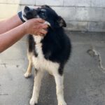 Pomsky Irina,01/2025, ca. 50 cm