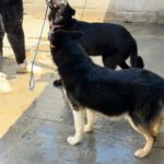 Pomsky Irina,01/2025, ca. 50 cm