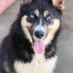 Pomsky Irina,01/2025, ca. 50 cm