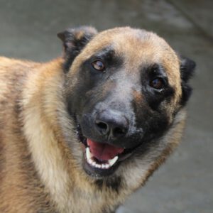 Malinois Mischling Laika, 07/2024, ca. 65 cm