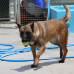 Malinois Mischling Laika, 07/2024, ca. 65 cm