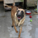 Malinois Mischling Laika, 07/2024, ca. 65 cm