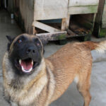 Malinois Mischling Laika, 07/2024, ca. 65 cm