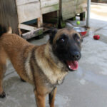 Malinois Mischling Laika, 07/2024, ca. 65 cm