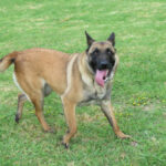 Malinois Mischling Laika, 07/2024, ca. 65 cm