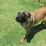 Malinois Mischling Laika, 07/2024, ca. 65 cm