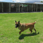 Malinois Mischling Laika, 07/2024, ca. 65 cm