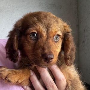 Mischling Leo, 03/2026, Endgröße ca. 35 cm