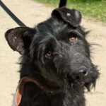 Schnauzer-Mischling Likier, 04/2023, ca. 43 cm