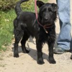 Schnauzer-Mischling Likier, 04/2023, ca. 43 cm