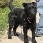 Schnauzer-Mischling Likier, 04/2023, ca. 43 cm