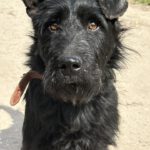 Schnauzer-Mischling Likier, 04/2023, ca. 43 cm