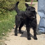 Schnauzer-Mischling Likier, 04/2023, ca. 43 cm