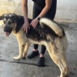 Schäferhund Mastin Mischling Logan, 06/2025, ca. 65 cm