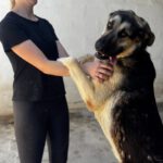 Schäferhund Mastin Mischling Logan, 06/2025, ca. 65 cm