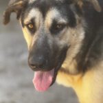 Schäferhund Mastin Mischling Logan, 06/2025, ca. 65 cm