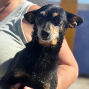 Pinscher Lucas, 05/2017, ca. 30 cm