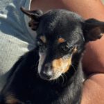 Pinscher Lucas, 05/2017, ca. 30 cm