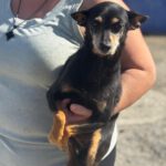 Pinscher Lucas, 05/2017, ca. 30 cm