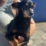 Pinscher Lucas, 05/2017, ca. 30 cm
