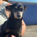 Pinscher Lucas, 05/2017, ca. 30 cm