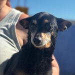 Pinscher Lucas, 05/2017, ca. 30 cm